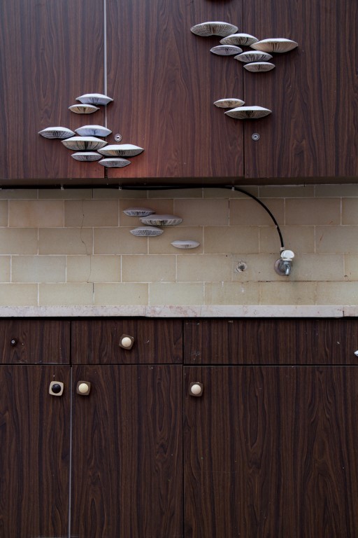 mushroom on an old kitchen cupboard