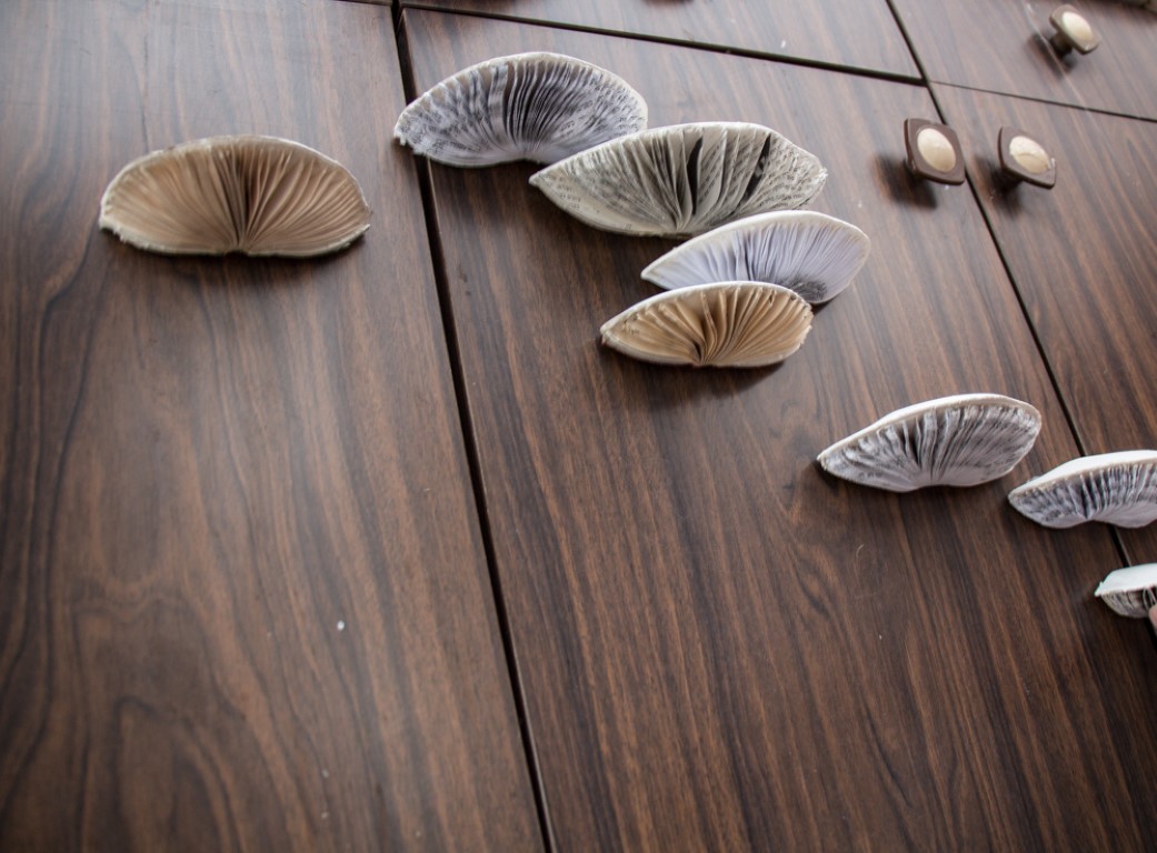 Borochov house mushrooms: mushroom on an old kitchen cupboard